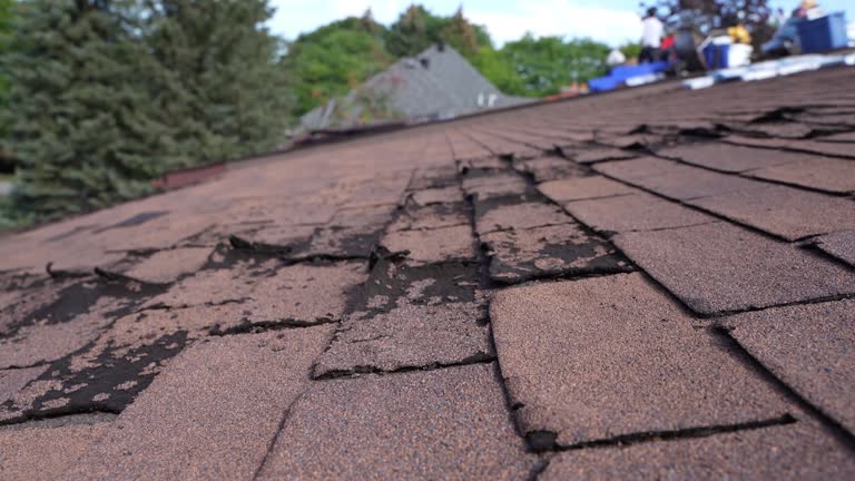 Best Asphalt Shingles Roofing  in Madelia, MN